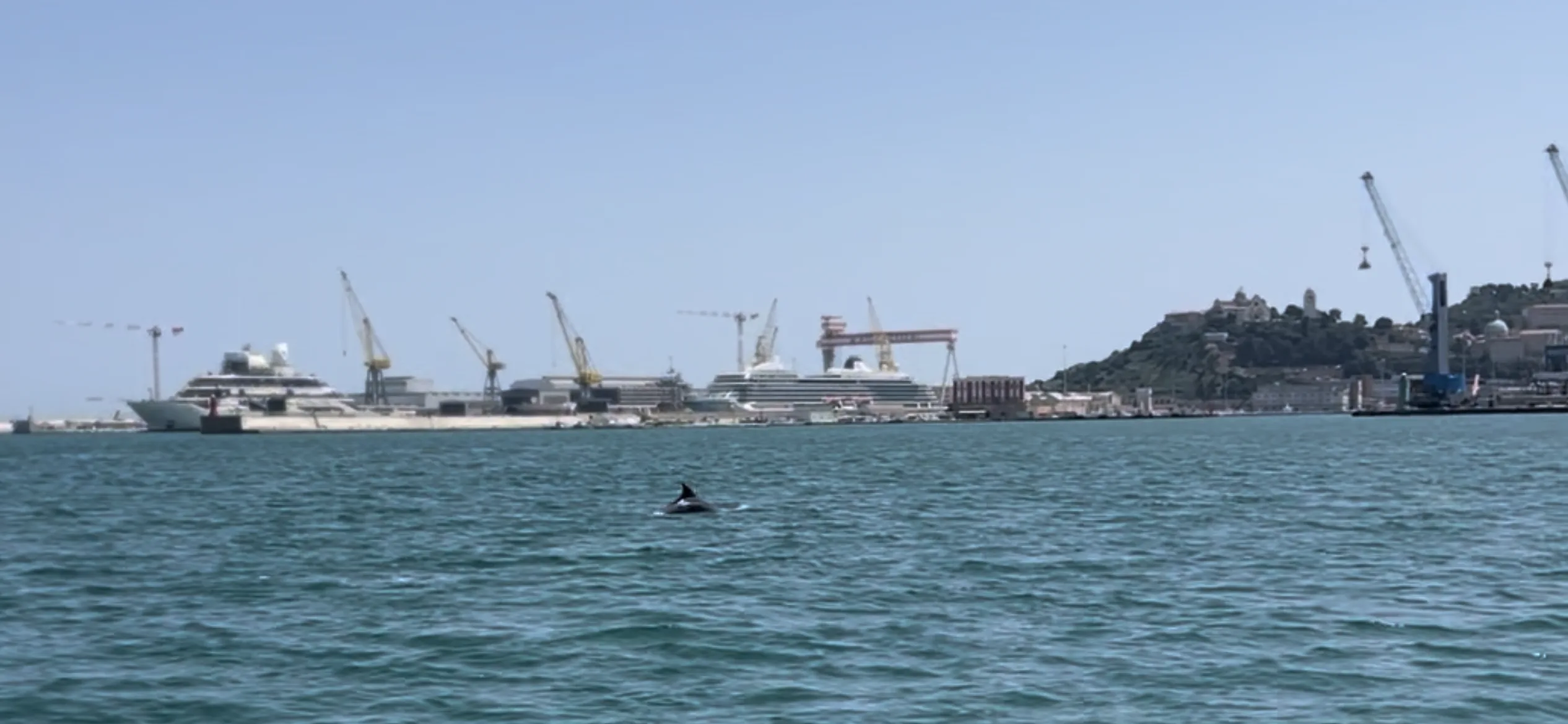Emozione al Porto di Ancona: Avvistati Delfini durante un’uscita del Centro Attività Subacquee Ancona